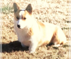 Mother of the Pembroke Welsh Corgi puppies born on 05/05/2022