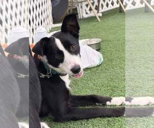 Tana - Female Border Collie Dog for Adoption - Photo #6