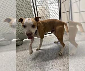 American Pit Bull Terrier-Unknown Mix Dogs for adoption in Pasadena, TX, USA