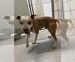 Small American Pit Bull Terrier Mix