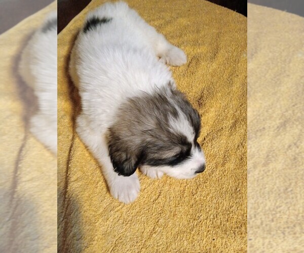 Medium Photo #38 Great Pyrenees Puppy For Sale in BANCROFT, WI, USA
