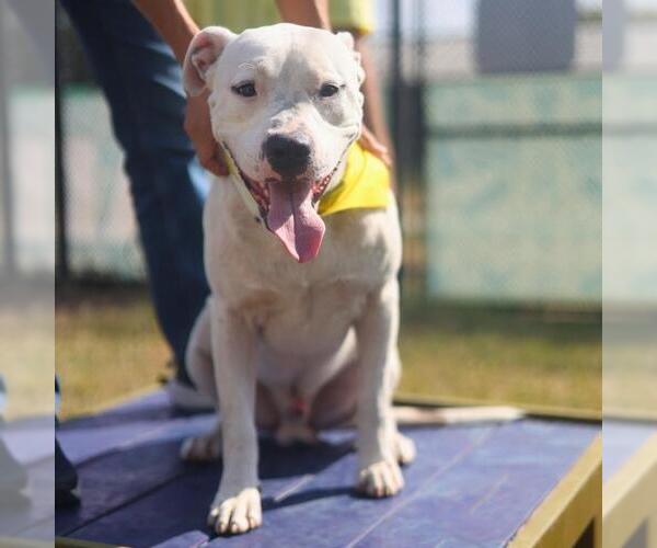 Medium Photo #1 American Staffordshire Terrier-Unknown Mix Puppy For Sale in San Antonio, TX, USA