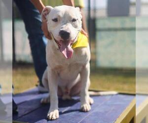 American Staffordshire Terrier-Unknown Mix Dogs for adoption in San Antonio, TX, USA
