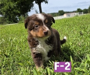 Miniature Australian Shepherd Puppy for sale in EVERTON, MO, USA