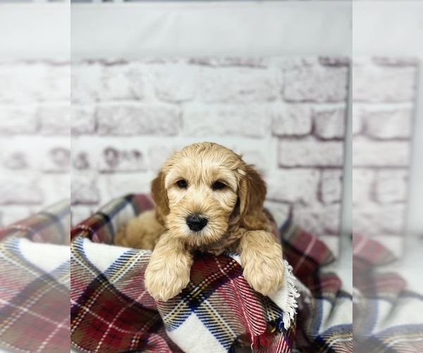 Medium Photo #5 Australian Labradoodle Puppy For Sale in BRUSH PRAIRIE, WA, USA