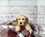 Small Photo #5 Australian Labradoodle Puppy For Sale in BRUSH PRAIRIE, WA, USA