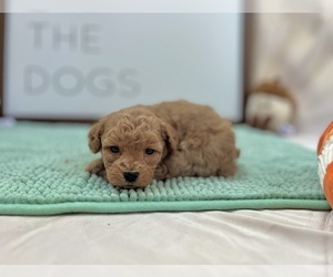 Cavapoo Puppy for sale in HOUSTON, TX, USA