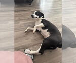 Small Mutt