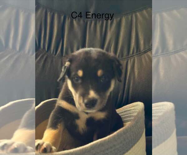 Medium Photo #5 Gerberian Shepsky Puppy For Sale in Oro Medonte, Ontario, Canada