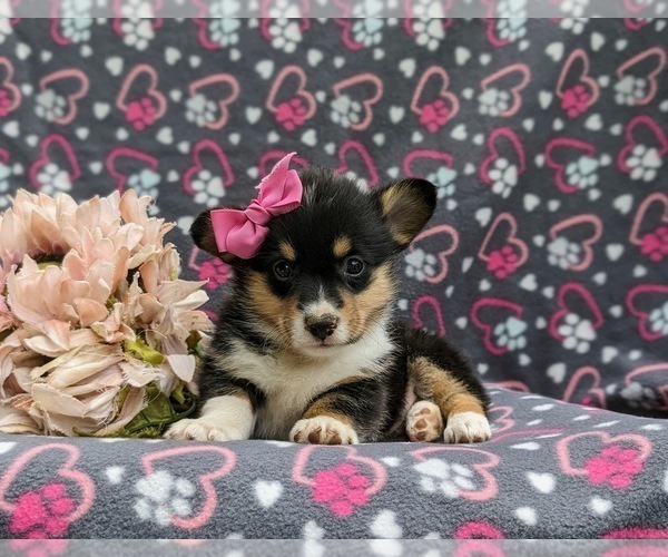 Medium Photo #5 Pembroke Welsh Corgi Puppy For Sale in QUARRYVILLE, PA, USA