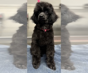 Aussie-Poo Puppy for sale in GETTYSBURG, PA, USA