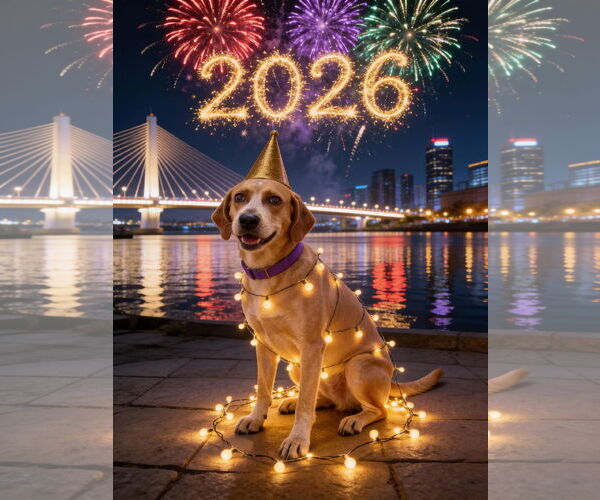 Medium Photo #1 Redbone Coonhound-Unknown Mix Puppy For Sale in pomfret, CT, USA