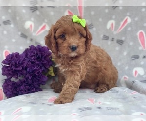 Cocker Spaniel-Poodle (Miniature) Mix Puppy for sale in LAKELAND, FL, USA