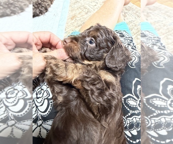 Medium Photo #29 Aussiedoodle Puppy For Sale in ASHEVILLE, NC, USA