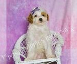 Puppy Sweetie Poodle (Toy)