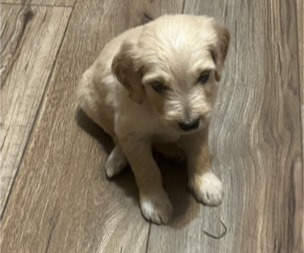 Medium Photo #4 Goldendoodle Puppy For Sale in LASCASSAS, TN, USA