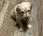 Small #3 Goldendoodle
