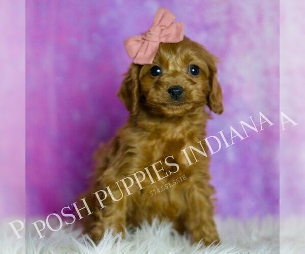 Medium Photo #54 Cavapoo (Miniature) Puppy For Sale in WARSAW, IN, USA