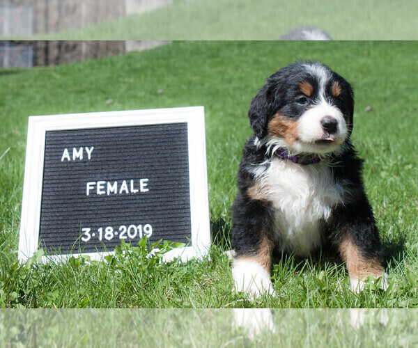 Medium Photo #1 Bernese Mountain Dog Puppy For Sale in BONNERS FERRY, ID, USA
