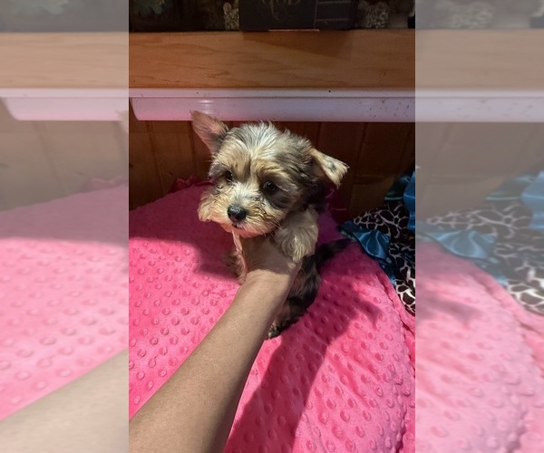 Medium Photo #7 Yorkshire Terrier Puppy For Sale in ALVORD, IA, USA
