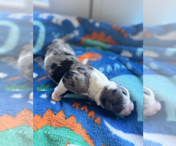 Medium Photo #9 Aussiedoodle-Bernedoodle Mix Puppy For Sale in BELTON, SC, USA