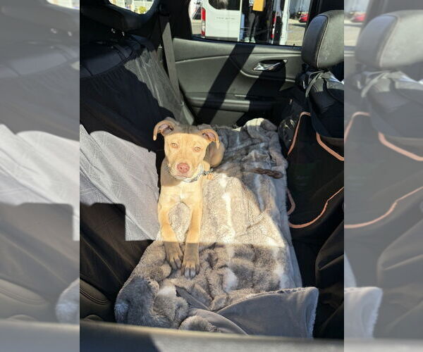 Medium Photo #4 Mutt Puppy For Sale in Wenonah, NJ, USA