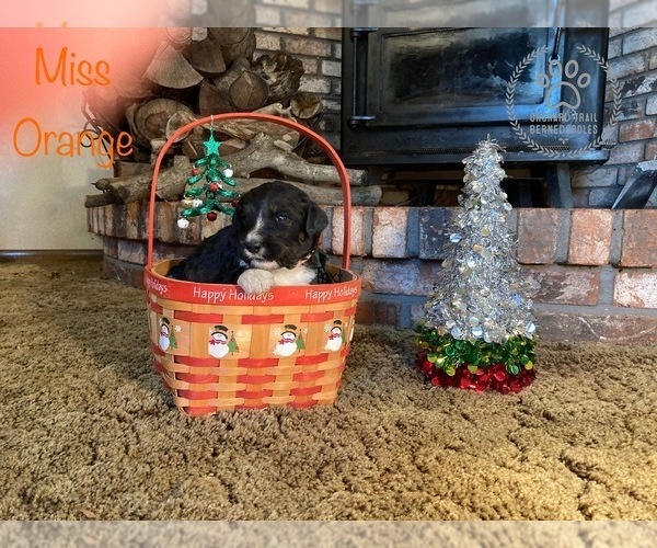Medium Photo #1 Bernedoodle Puppy For Sale in BUTTE CITY, CA, USA