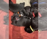 Small #3 Cane Corso