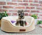 Small #9 Schnauzer (Miniature)