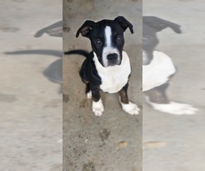 American Pit Bull Terrier-Presa Canario Mix Puppy for sale in CARTERSVILLE, GA, USA