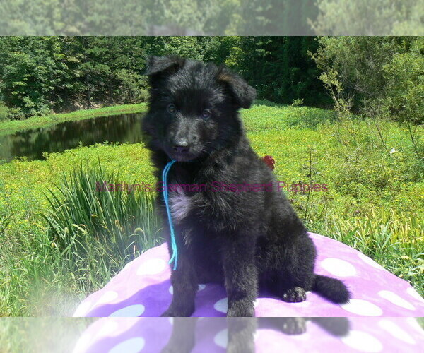 Medium Photo #6 German Shepherd Dog Puppy For Sale in PIEDMONT, MO, USA