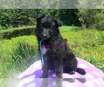 Small #5 German Shepherd Dog