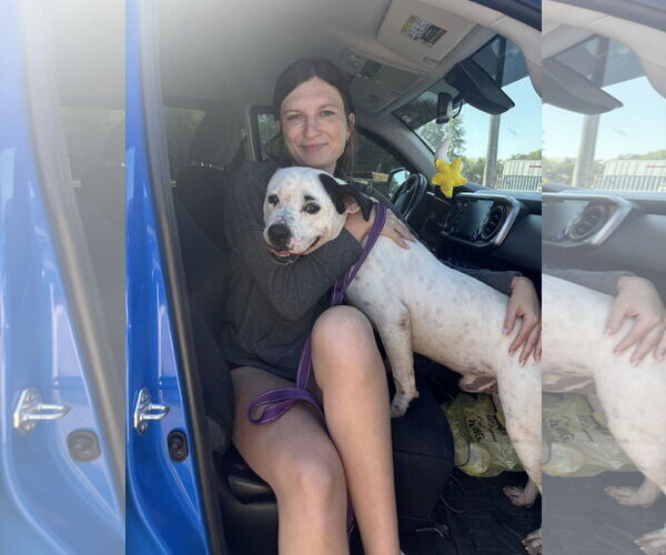 Medium Photo #4 American Pit Bull Terrier-Unknown Mix Puppy For Sale in Waldron, AR, USA