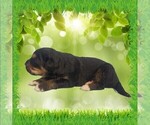 Small Photo #7 Golden Mountain Dog Puppy For Sale in BLACK FOREST, CO, USA