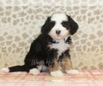 Small #3 Miniature Bernedoodle