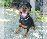 Small #1 Doberman Pinscher Mix