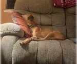 Small #1 Black Mouth Cur-Pointer Mix