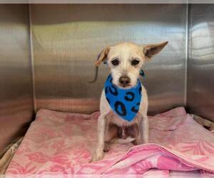 Cairn Terrier Dogs for adoption in Orange, CA, USA