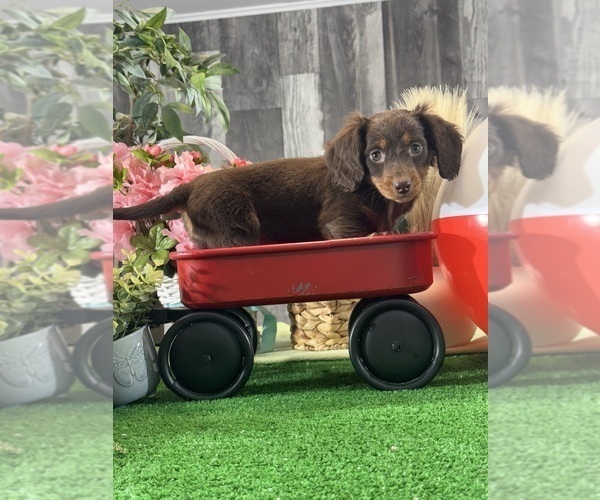 Medium Photo #5 Dachshund Puppy For Sale in CANOGA, NY, USA