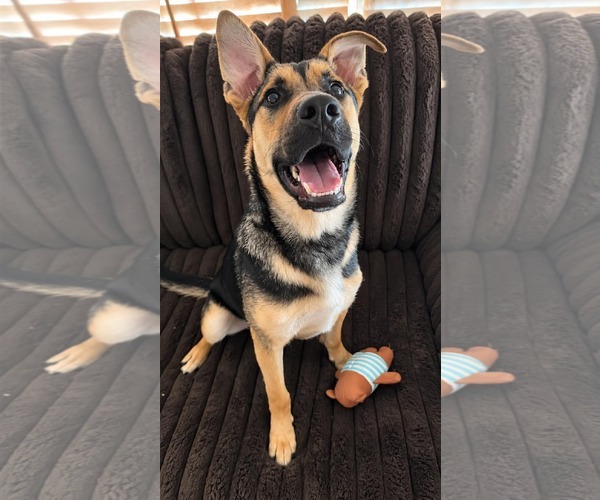 Medium Photo #4 Mutt Puppy For Sale in Holly Springs, NC, USA