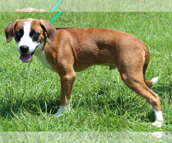 Medium Photo #2 Boxer-Siberian Husky Mix Puppy For Sale in Prattville, AL, USA