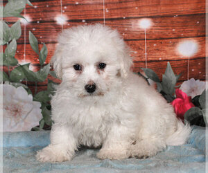 Bichon Frise Puppy for sale in PENNS CREEK, PA, USA