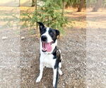 Small #5 Border Collie Mix