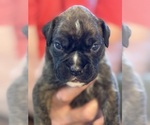 Small #1 Boxer