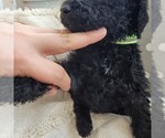 Small Photo #10 Goldendoodle Puppy For Sale in WEST, TX, USA