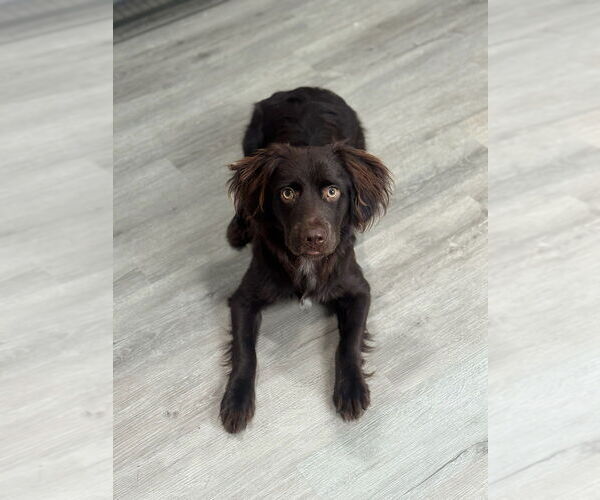 Medium Photo #1 Boykin Spaniel Puppy For Sale in Oak Bluffs, MA, USA