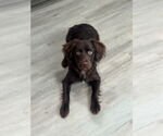Small Boykin Spaniel