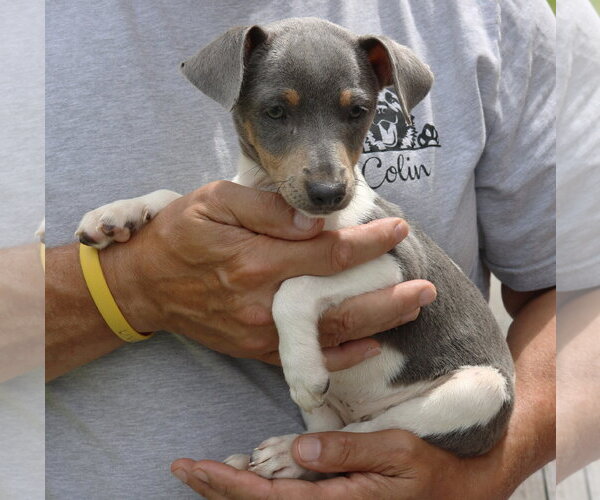 Medium Photo #2 Rat Terrier Puppy For Sale in Bandera, TX, USA