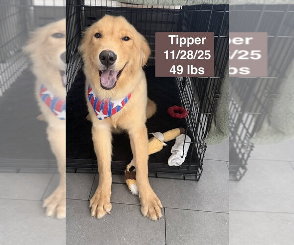Medium Photo #8 Golden Retriever Puppy For Sale in West Hollywood, CA, USA
