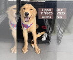 Small #7 Golden Retriever